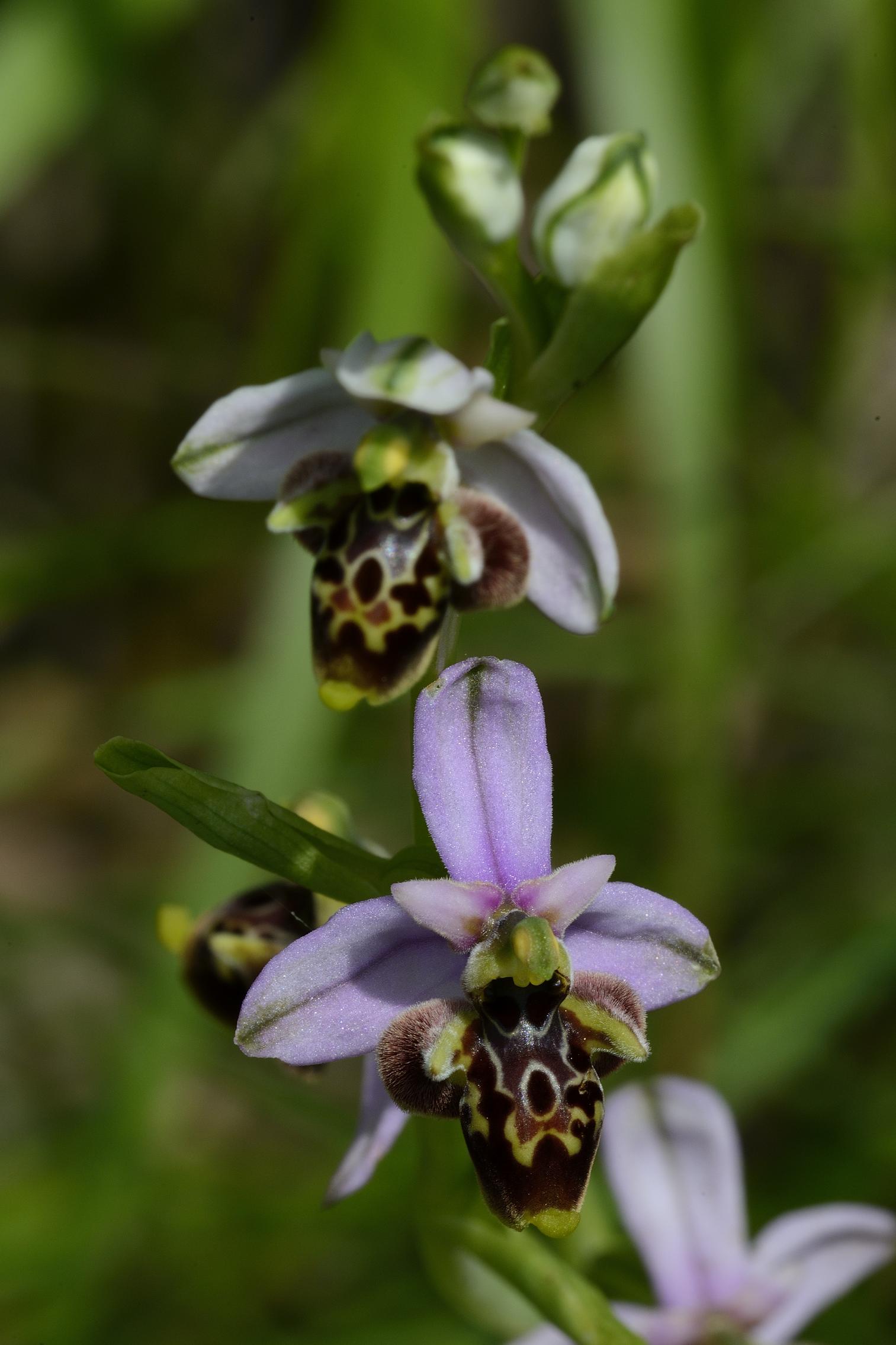 Orchidee da determinare